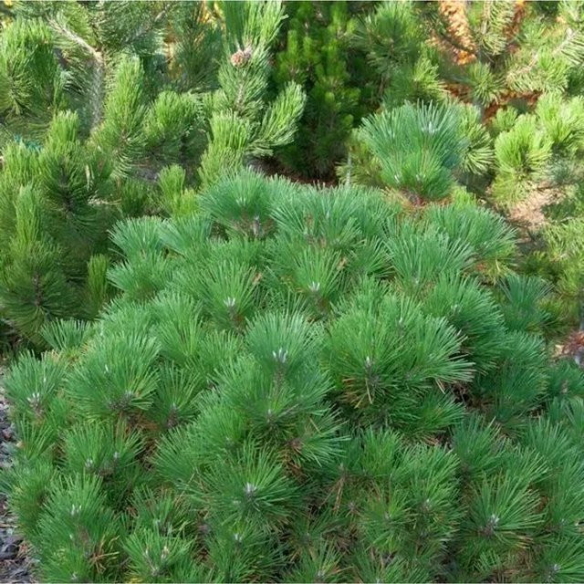Japanische Schwarzkiefer Maijima Pinus thunbergii, Farbe: Grün, Höhe: 35 cm - Bild 1