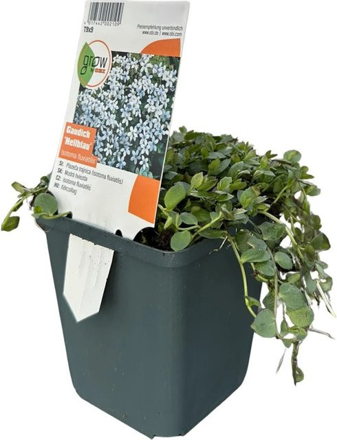GROW by OBI Isotoma fluviatilis Blauer Bubikopf Staude für den Garten - Bild 1
