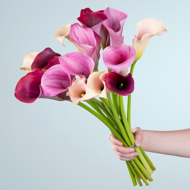 BLUME2000 Callas bunt 15 Stiele - Bild 1