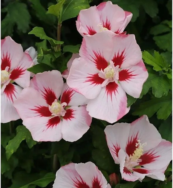 Hibiscus Zierstrauch Rosen Eibisch in Pink und Rot von Nr-01.de, Höhe: 30-40 cm - Bild 1