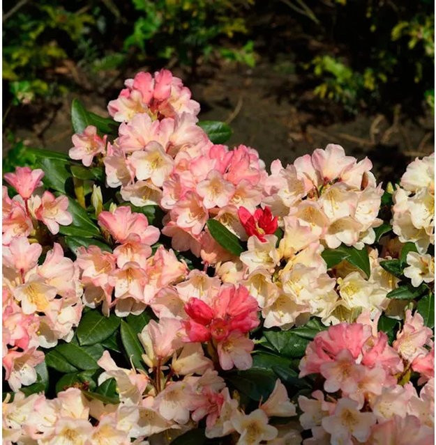 INKARHO Rhododendron Aureolin Alpenrose großblumiger Zierstrauch für den Außenbereich - Bild 1