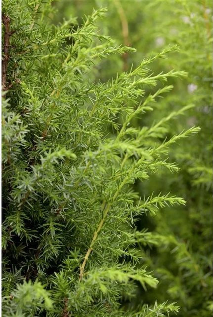 Juniperus Communis Wacholder von Pflanzen für dich, Höhe: 40–60 cm - Bild 1