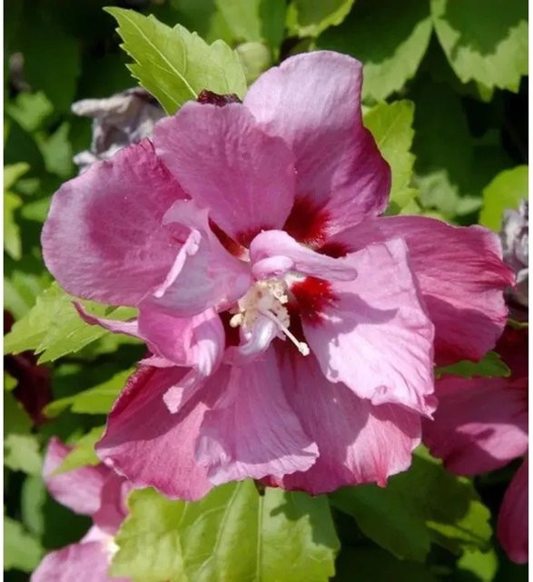 Nr-01.de Hibiscus syriacus Garteneibisch Pink Giant als Hochstamm in Pink - Bild 1