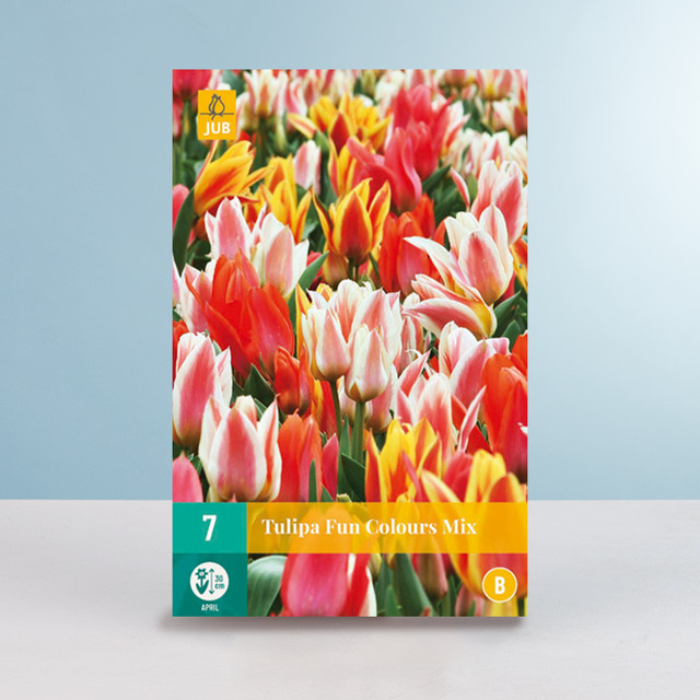 Greigii-Tulpen Fun Colours Mix Blumenzwiebeln von BLUME2000, 7 Stück - Bild 1