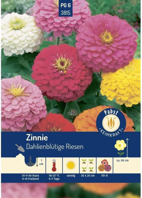 Pabst Keimkraft Zinnie Dahlienblütig Riesen Saatgut für Beete und Rabatten - Bild 1