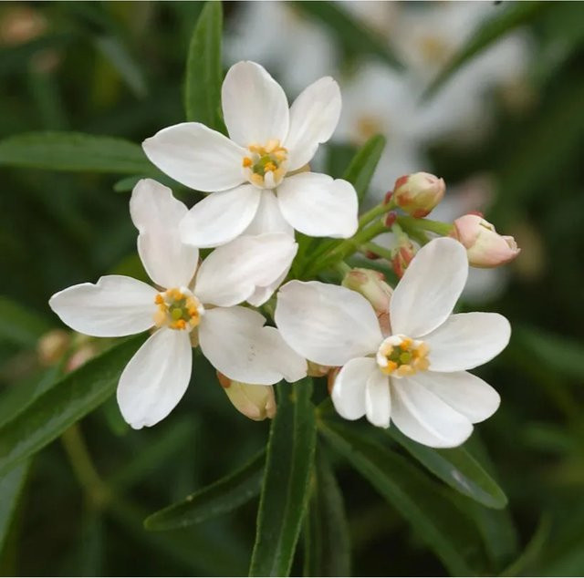 Choisya ternata Orangenblume Aztec Pearl weiß, Höhe: 80-100 cm - Bild 1