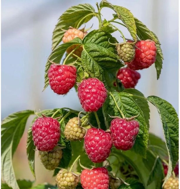 Himbeere Autumn Chef Primberry Rubus idaeus rote Beerensträucher - Bild 1
