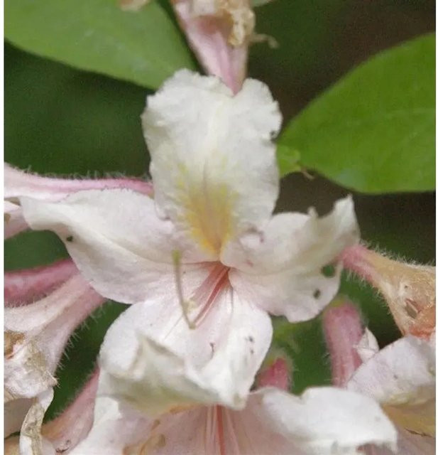 Rhododendron arborescens Wildart Strauch von Die Nr-01.de, Höhe: 40-50 cm - Bild 1
