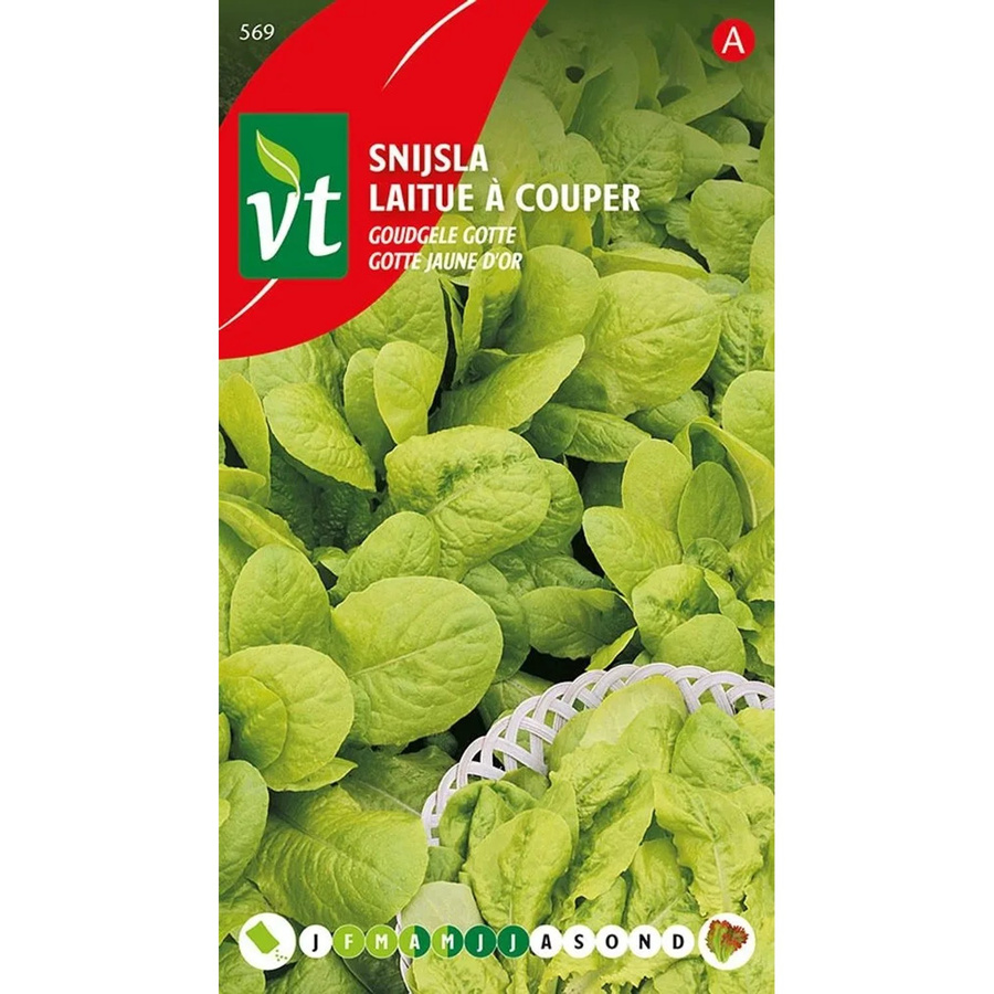 Arborix Kopfsalat Golden Yellow Geschnitten Samen 4 g - Bild 2