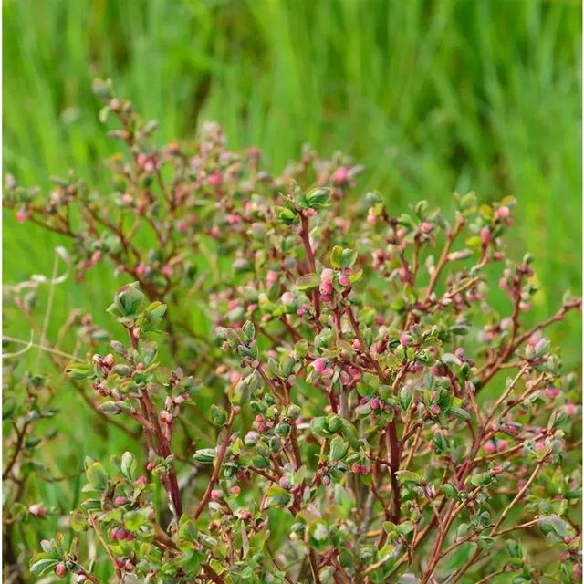 Kriechende Blaubeere Wells Delight Vaccinium crassifolium als Bodendecker, Höhe: 20-30 cm - Bild 1