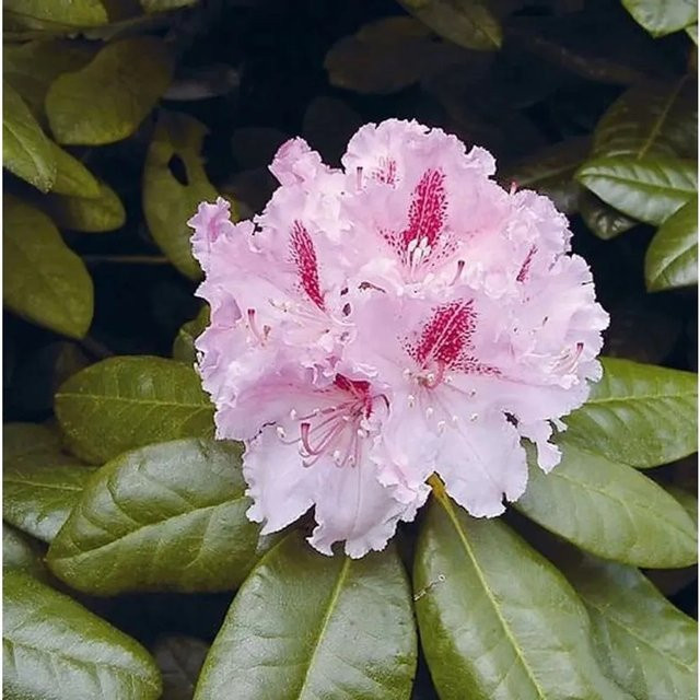 Großblumiger Rhododendron Progrès Alpenrose in Pink von Die Nr-01.de - Bild 1