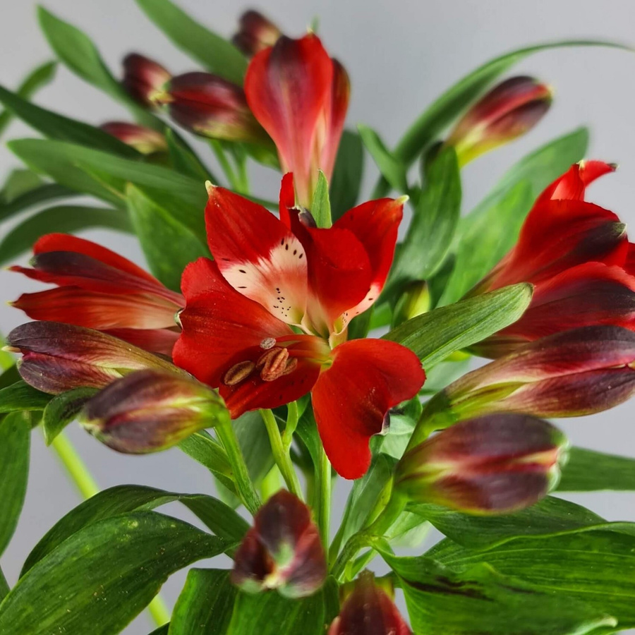Alstromeria Lily Strauß Red - Bild 2
