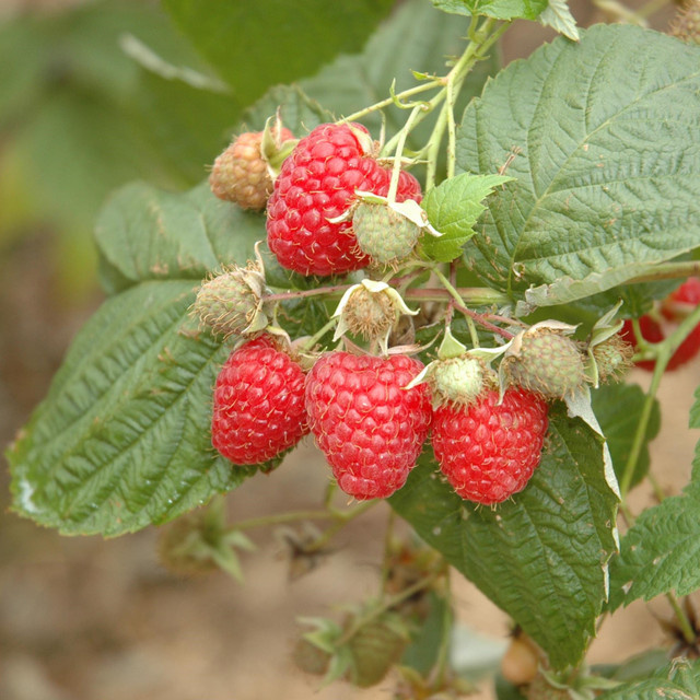 BIO Himbeere Aroma Queen Rubus idaeus von BLUME2000 - Bild 1
