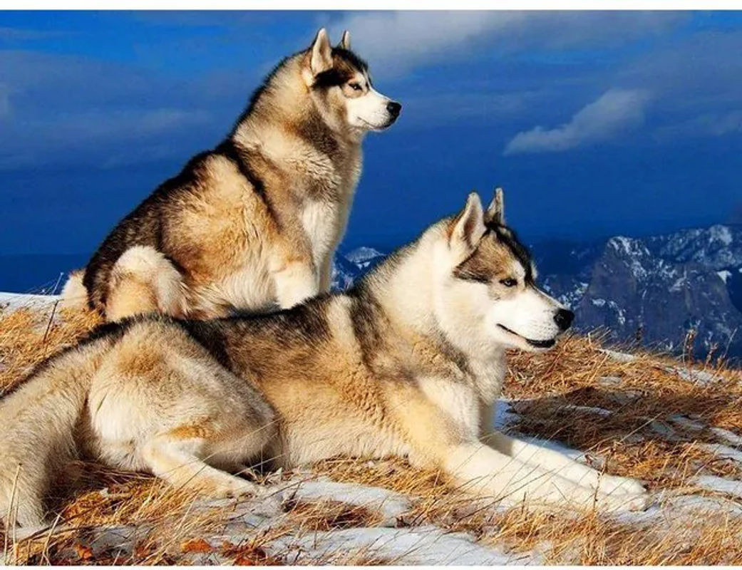FIYO Diamond Painting Wolf Motiv 5D DIY Stickbilder Set mit runden Mosaiksteinen, mehrfarbig, B: 30 cm x H: 20 cm - Bild 1