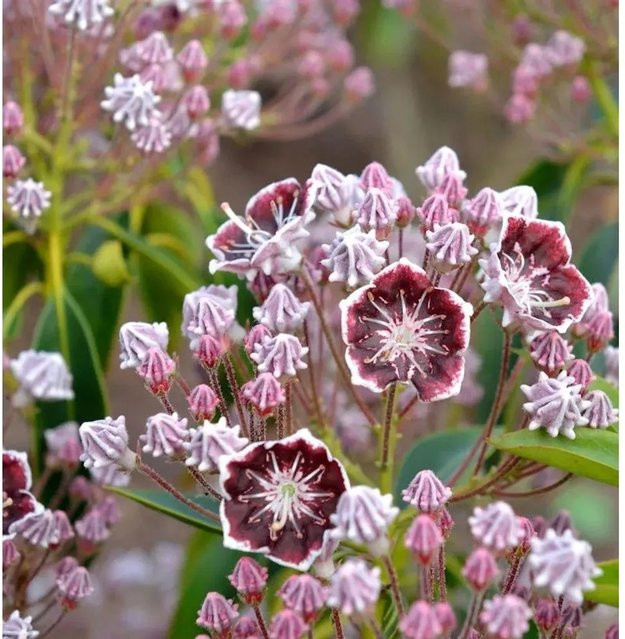 Berglorbeer Kalmia latifolia Mitternacht Pink Nr-01.de Zierstrauch 30-40 cm - Bild 1