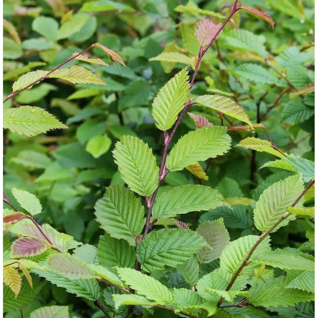 Carpinus betulus Hainbuche Laubbaum als Heckenpflanze in Grün von Nr-01.de - Bild 1