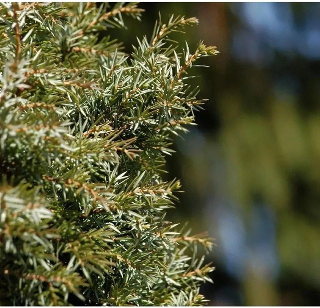 Schwedischer Säulenwacholder Juniperus communis, grün, Höhe: 30-40 cm - Bild 1