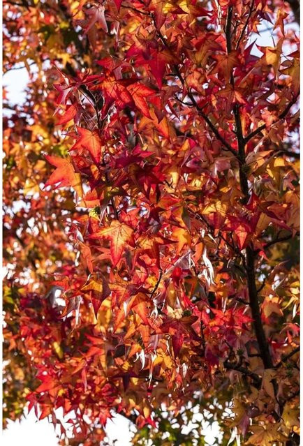 Liquidambar Styraciflua Worplesdon Amberbaum von Pflanzen für dich, Höhe: 80–100 cm - Bild 1