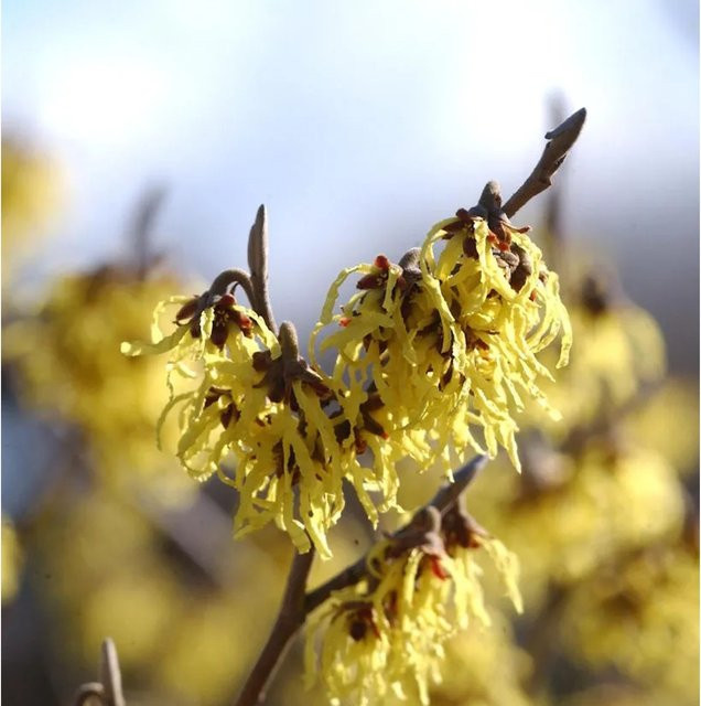 Hamamelis intermedia Arnold Promise Zaubernuss, gelber Großstrauch, Höhe: 30-40 cm - Bild 1