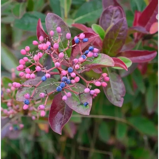 Amerikanischer Schneeball Brandywine Viburnum nudum Zierstrauch in Weiß und Mehrfarbig, Höhe: 100-125 cm - Bild 1