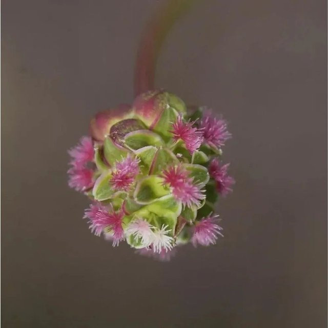 Kleiner Wiesenknopf Little Angel Sanguisorba minor als mehrjährige Pflanze für den Außenbereich - Bild 1