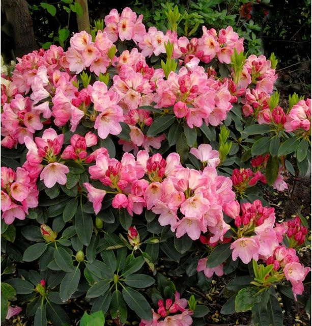 INKARHO Rhododendron Konfettiregen Alpenrose, großblumiger Zierstrauch in Pink, Höhe: 40-50 cm - Bild 1