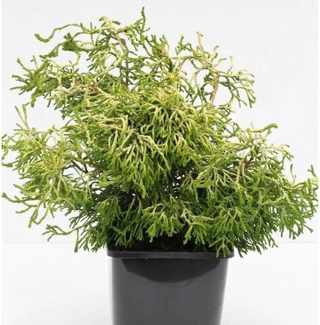 Gelbe Hinoki Scheinzypresse Tsatsumi Gold Chamaecyparis obtusa, Höhe: 40-50 cm - Bild 1