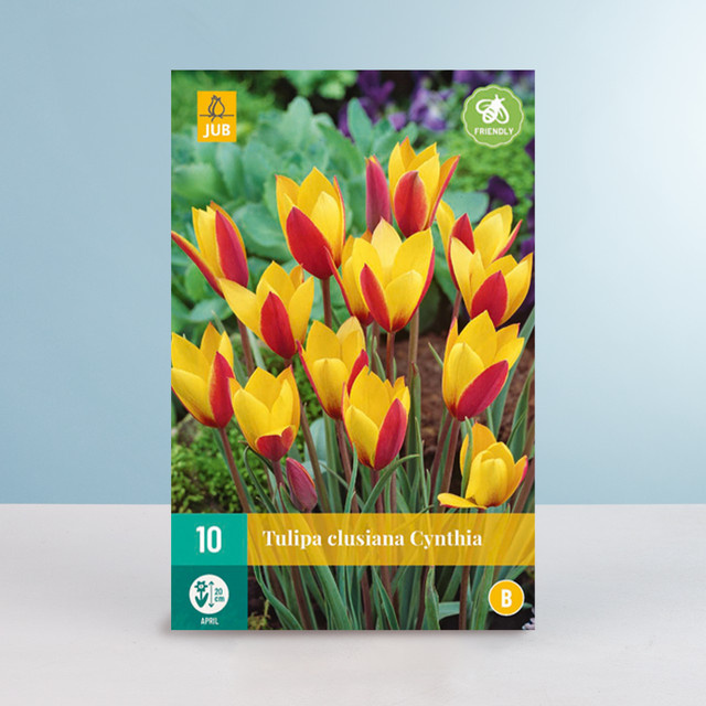 Botanische Tulpe Clusiana Cynthia von BLUME2000 mit 10 Zwiebeln - Bild 1