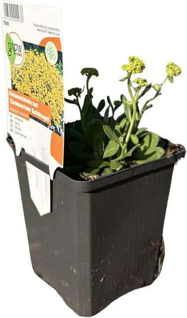 GROW by OBI Aurinia saxatilis Felsen-Steinkraut Compactum Goldkugel Gelb Staude - Bild 1