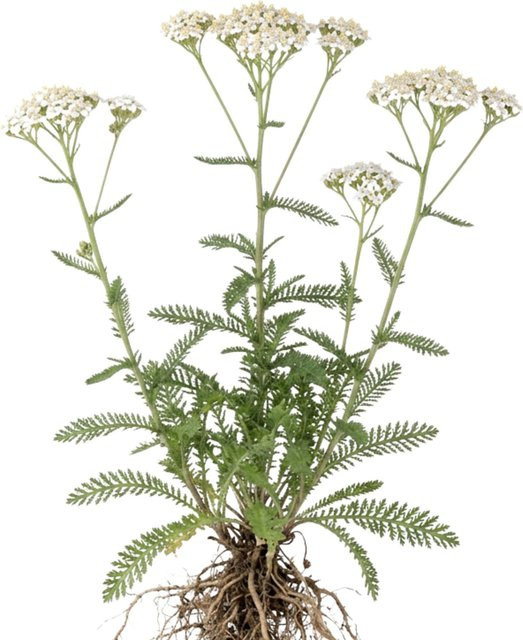 LaCaTho Schafgarbe Gewöhnliche Samen Achillea Millefolium Heilpflanze, 10000 Samen, Weiß - Bild 1