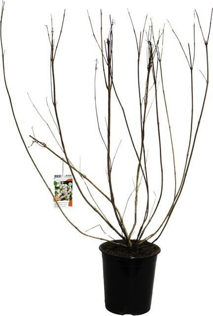 GROW by OBI Weigelie Snowflake Weiß Zierstrauch Höhe: 40 cm - Bild 1