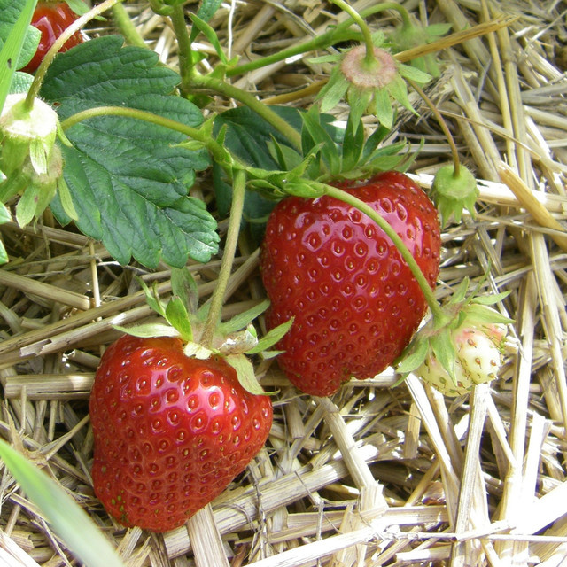 20 wurzelnackte Erdbeerpflanzen Frigo-Erdbeere Daroyal von BLUME2000 pflegeleicht - Bild 1
