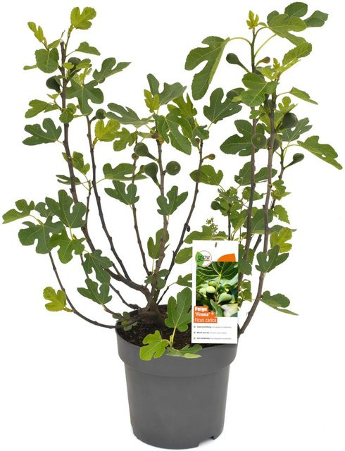 GROW by OBI Feigenbusch Firoma Ficus carica, Höhe: 42 cm - Bild 1