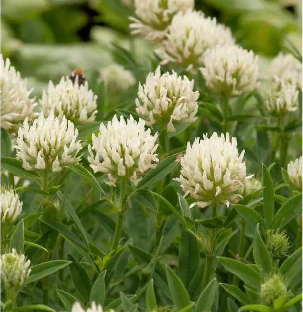 Blaßgelber Klee Trifolium ochroleucon als mehrjährige Gartenpflanze in Gelb und Weiß - Bild 1