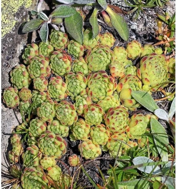 Dachwurz Mondschein Sempervivum cultorum als grüne Gartenstaude von Nr-01.de - Bild 1