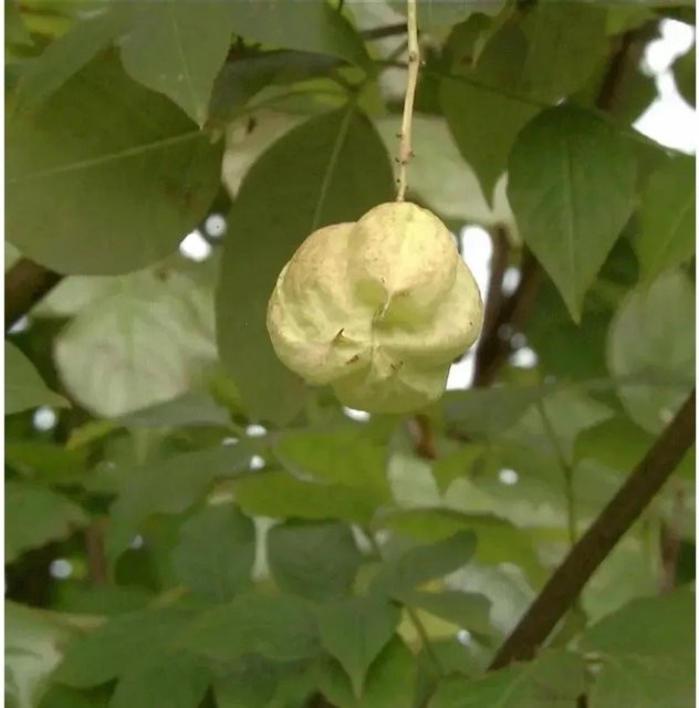Kolchische Pimpernuss Staphylea colchica weißer Strauch für den Garten, Höhe: 100-125 cm - Bild 1