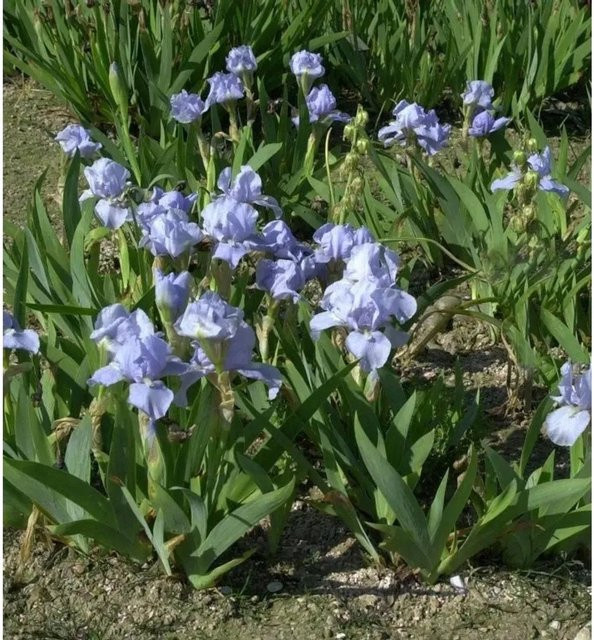Zwergschwertlilie Azurea Iris barbata in Blau als mehrjährige Beetpflanze für Steingärten - Bild 1