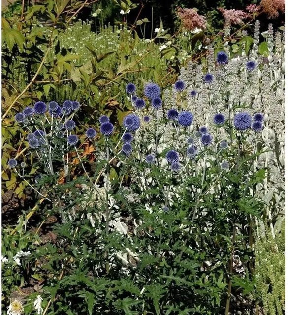 Kugeldistel Blue Globe Echinops bannaticus als blaue Gartenpflanze und Schnittblume - Bild 1