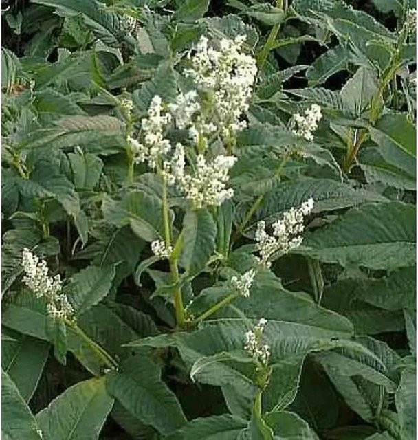 Berg Knöterich Johanniswolke Persicaria culturum Gartenpflanze von Nr-01.de - Bild 1
