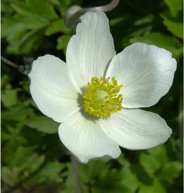Großes Windröschen Anemone sylvestris weiße Staude von Nr-01.de - Bild 1