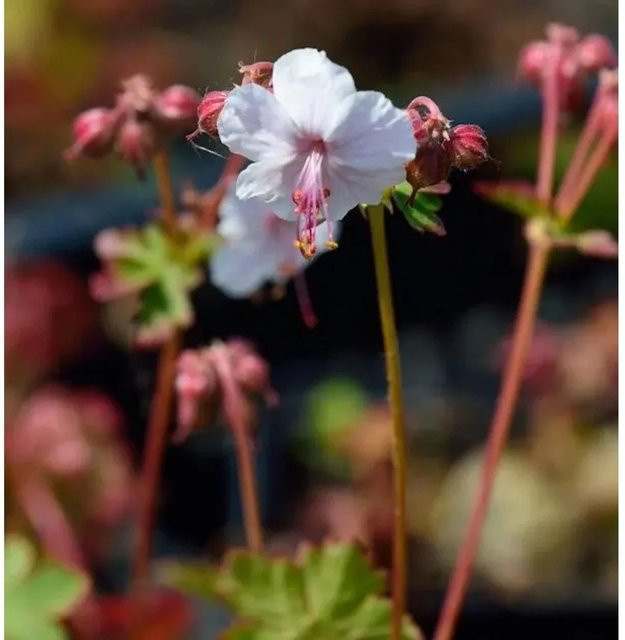 Storchenschnabel Geranium cantabrigiense als mehrjährige Bodendecker-Pflanze von Nr-01.de - Bild 1