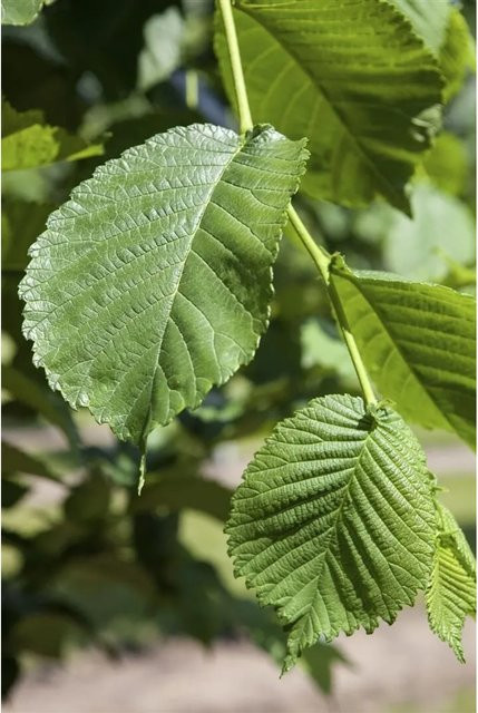 Morus Alba Weiße Maulbeere von Pflanzen für dich, Höhe: 80–100 cm - Bild 1