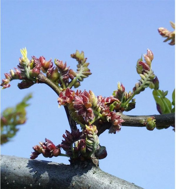 Lederhülsenbaum Sunburst Gleditsia triacanthos für deinen Garten, Höhe: 80-100 cm - Bild 1