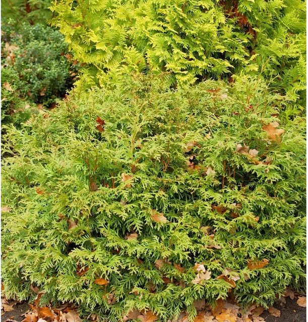 Thuja occidentalis Lebensbaum Mecki als Heckenpflanze in Grün, Höhe: 20-30 cm - Bild 1