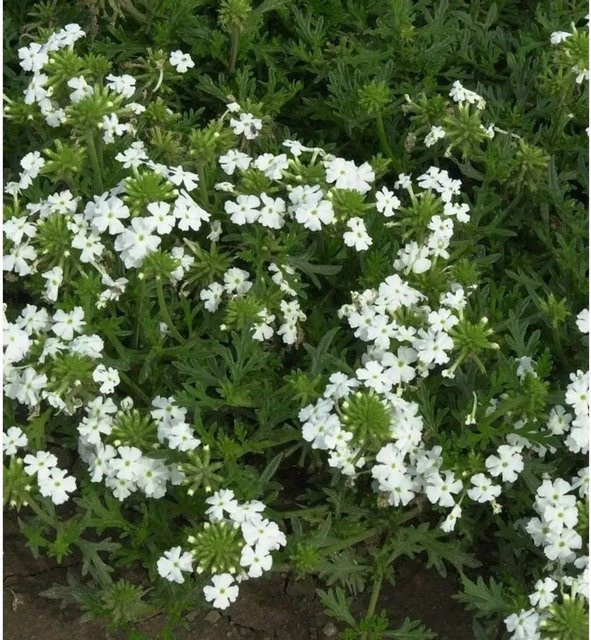 Eisenkraut White Spires Verbena hastata weiße Staude von Nr-01.de - Bild 1