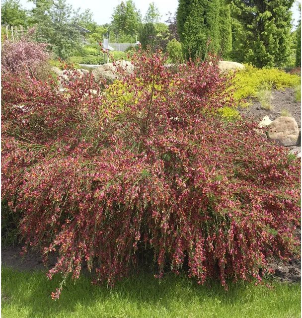 Edelginster Red Wings Cytisus scoparius Strauch in Rot, Höhe: 40-60 cm - Bild 1