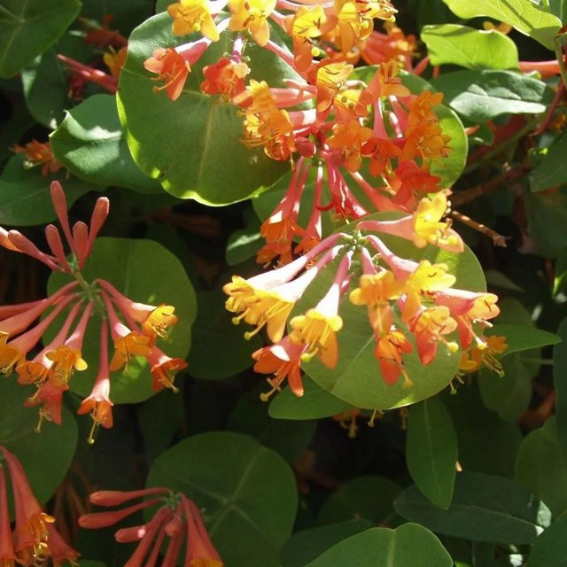 Arborix Lonicera heckrottii Feuer-Geißschlinge Gold Flame duftende Kletterpflanze im Container, Höhe: 50 bis 60 cm - Bild 1