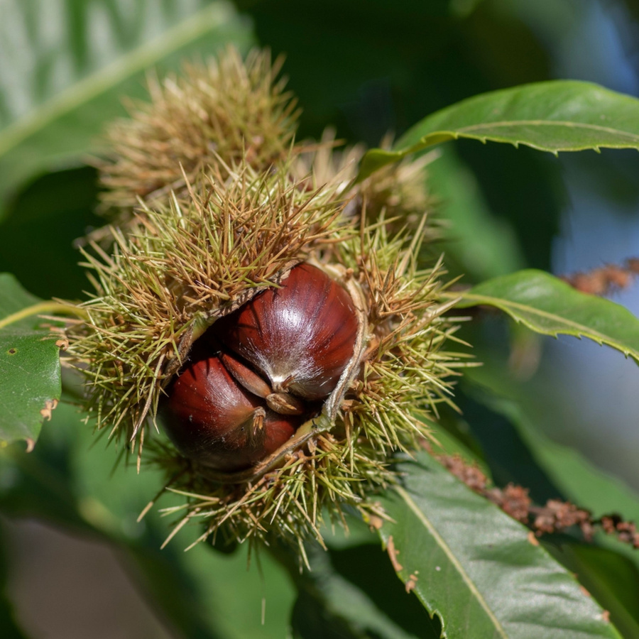 Bio Edelkastanie Baum von Kwekerij Koperwiek - Bild 2