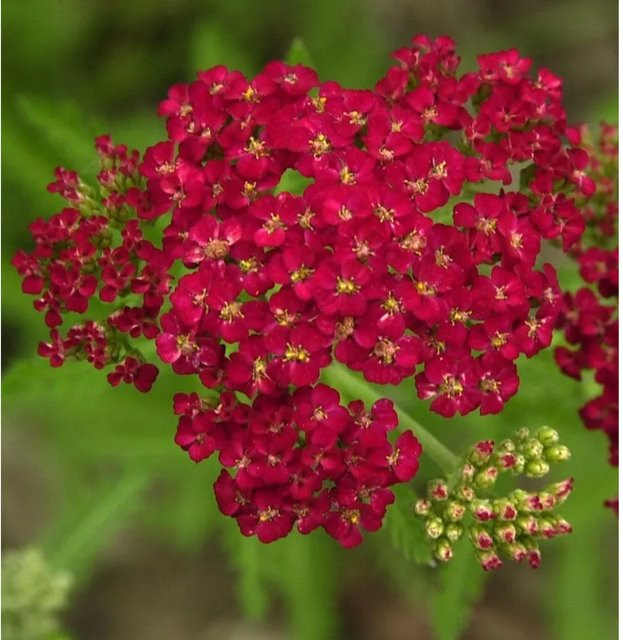 Schafgarbe Christel Achillea millefolium rote Staude von Nr-01.de - Bild 1