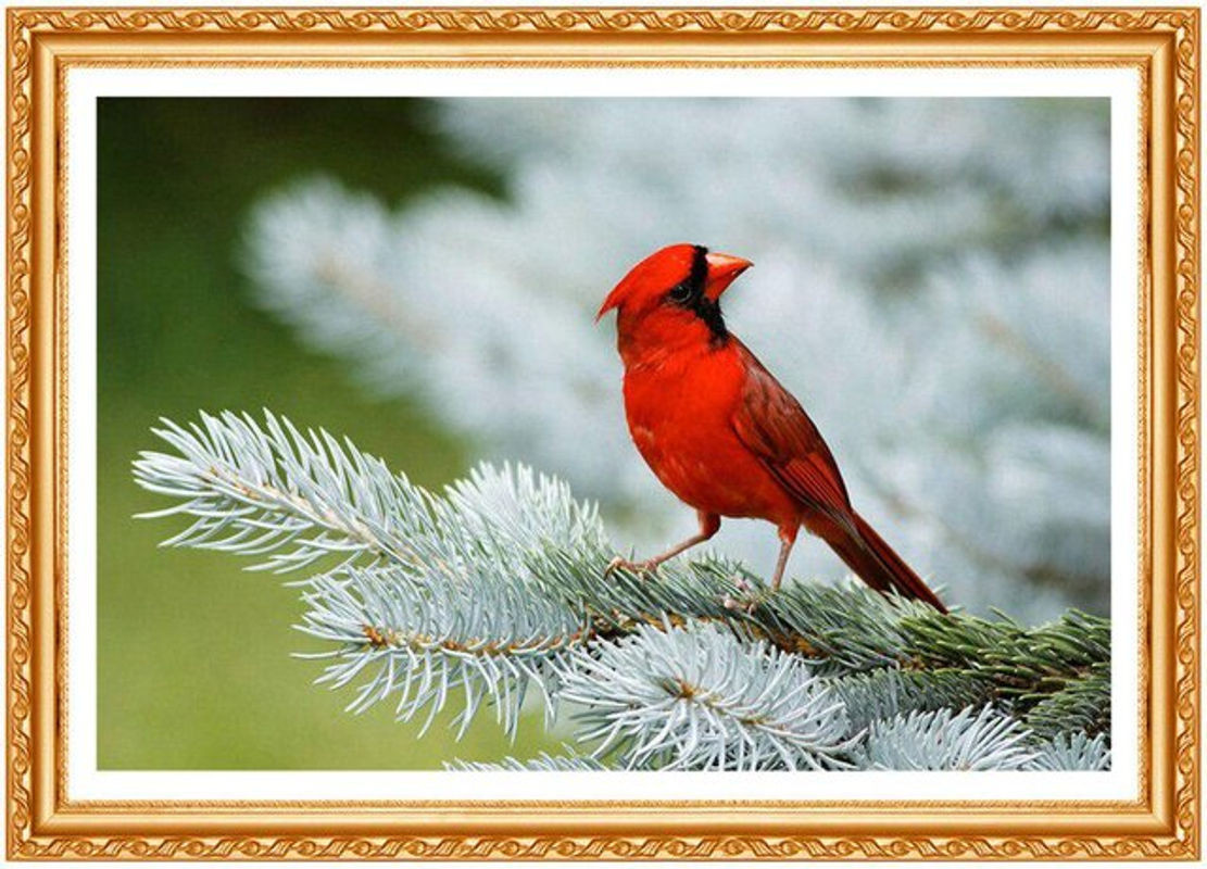 FIYO 3D Diamond Painting Set Motiv Starling Papagei in Rot, B/H: 20 x 30 cm - Bild 1